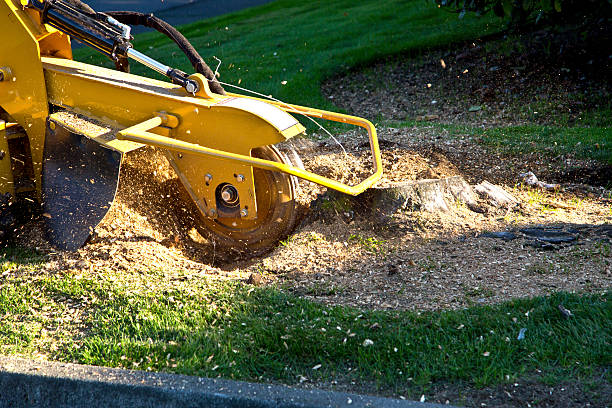 Lawn Grading and Leveling in Epworth, IA