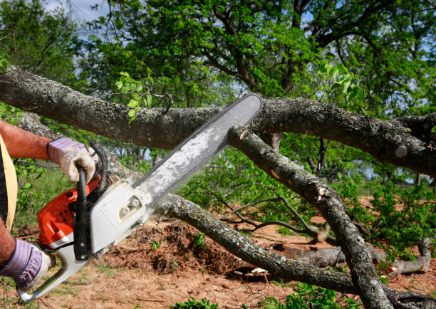 How Our Tree Care Process Works  in Epworth, IA